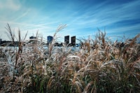 tall grass in a field